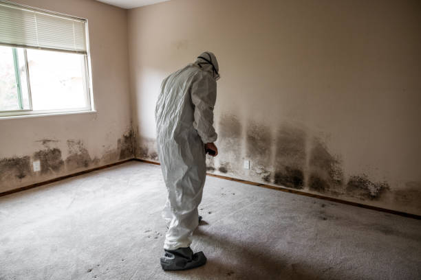 Trusted Rensselaer, NY Mold Removal Experts